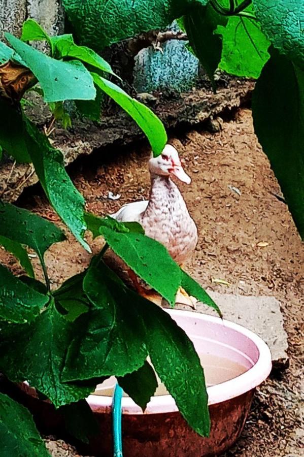 Meanwhile In Veracruz Extérieur photo